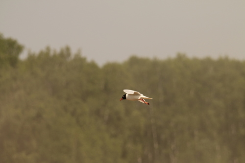 Mouette mélanocéphale