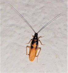 Supella dimidiata