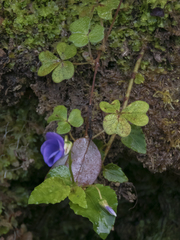 Oxalis dumetorum