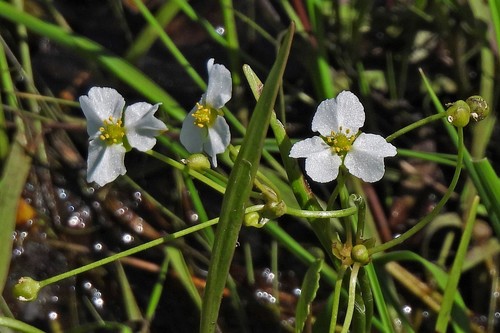 Bolivian chain sword (Helanthium bolivianum)