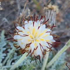 Hypochaeris incana