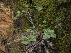 Nothofagus glauca