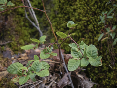 Nothofagus glauca