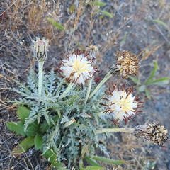 Hypochaeris incana