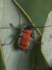 Chauliognathus militaris