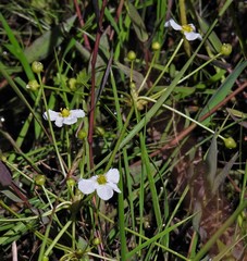 Echinodorus grandiflorus
