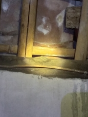 Gekko gecko