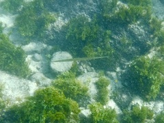 Fistularia commersonii