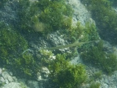 Fistularia commersonii