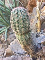 Echinocereus scopulorum pseudopectinatus
