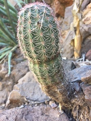 Echinocereus scopulorum pseudopectinatus