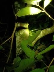 Gekko gecko