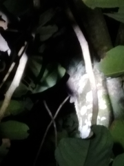 Gekko gecko