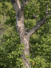 Nothofagus glauca