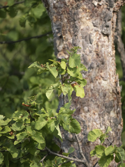 Nothofagus glauca