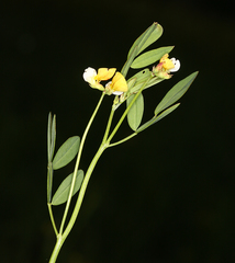 Hosackia pinnata