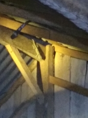 Gekko gecko