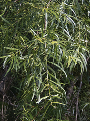Podocarpus salignus