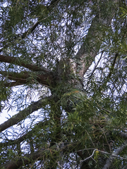 Podocarpus salignus