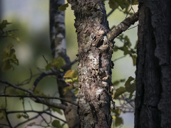 Nothofagus glauca