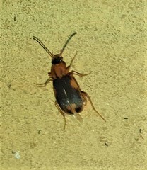 Chlaenius pulchellus