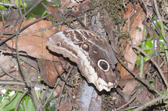 Caligo atreus