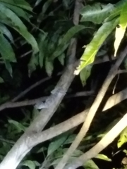 Gekko gecko