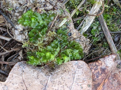 Fossombronia pusilla