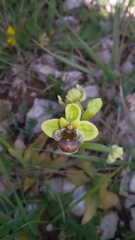 Ophrys bombyliflora