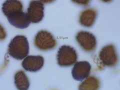 Fossombronia pusilla