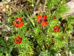 Adonis annua
