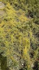 Cuscuta monogyna