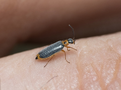 Hylodanacaea binotata