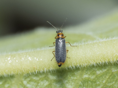 Hylodanacaea binotata