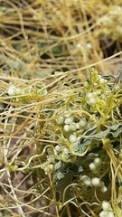 Cuscuta monogyna