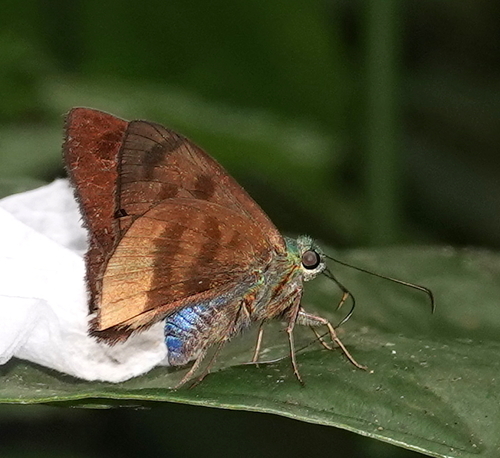 Astraptes chiriquensis