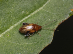 Protopsilapha signata