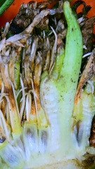 Rhopalomyia grindeliae