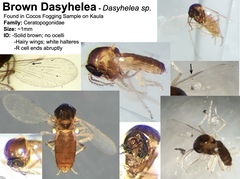 Dasyhelea