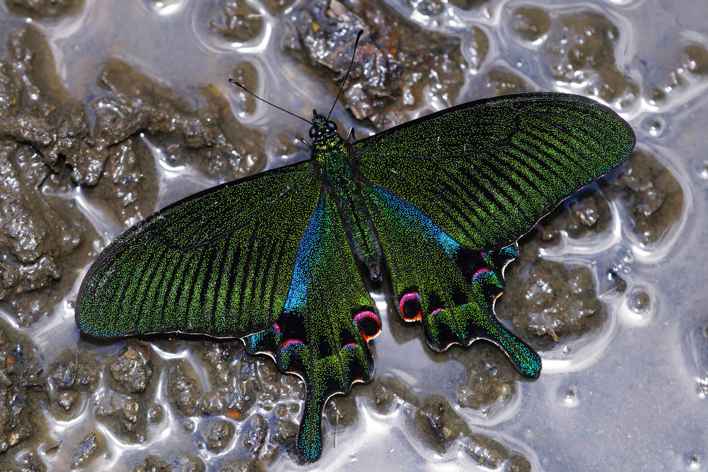 Papilio hopponis
