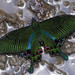 Papilio hopponis - Photo (c) Peellden, algunos derechos reservados (CC BY-SA)