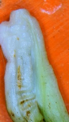 Rhopalomyia grindeliae