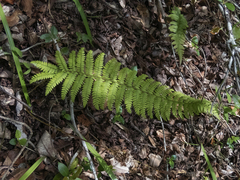 Polystichum chilense