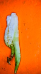 Rhopalomyia grindeliae