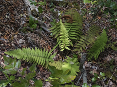 Polystichum chilense