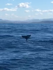 Eschrichtius robustus