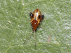 Protopsilapha signata