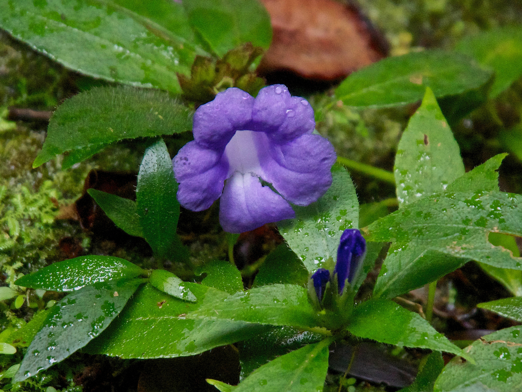 Dischistocalyx