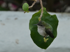 Mellisuga minima