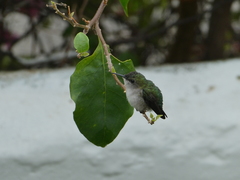 Mellisuga minima